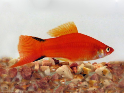 Меченосец Красный Комета, L